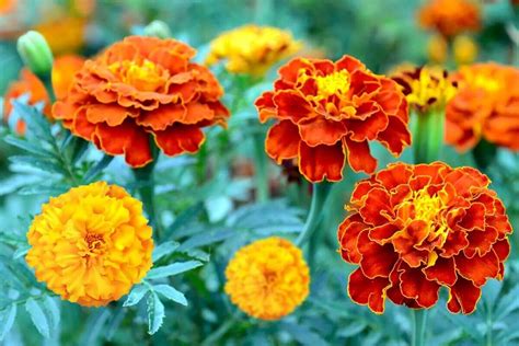 Marigold Flower And Plants Plants Information