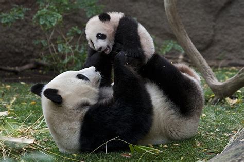 Panda Pandas Baer Bears Baby Cute 2 Mother Animal Hd Wallpaper