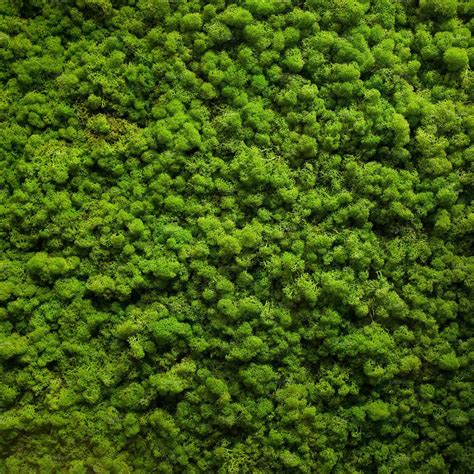 Moss Texture By Alexzaitsev On Creativemarket Tree Textures Material