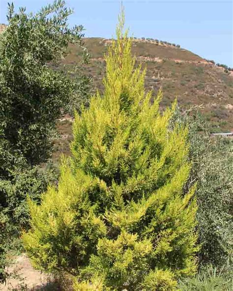 Cupressus Macrocarpa Wilma Monterey Cypress