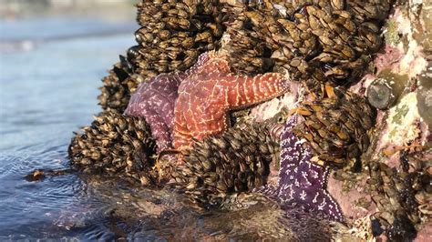 California Starfish Evolve To Fight Mysterious Wasting Disease The