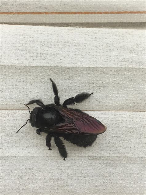 What Kind Of Flying Bug Got Into My House Arizona Rwhatsthisbug