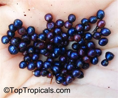 Berry plants for sale from canada's top seedling retailer. Pollia condensata, Marble Berry - TopTropicals.com