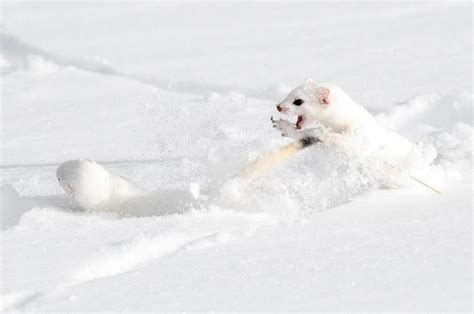 Yellowstone Forever On Instagram Seeing An Ermine Short Tailed