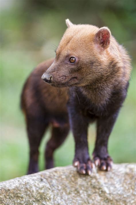 Bush Dog By Tambako The Jaguar On Flickr More Animals Posts Here