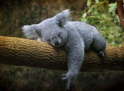 30 Adorable Photos Of Koalas Sleeping On Trees Koala Bear Koala