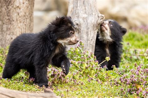 Andean Bear Cub Brothers Now On View Outdoors At The Smithsonians