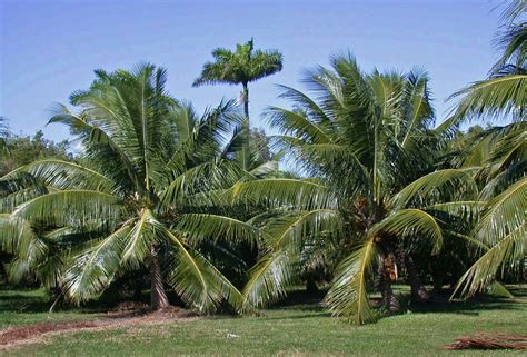 Filetwo Fiji Dwarf Coconut Trees 001 The Work Of Gods Children