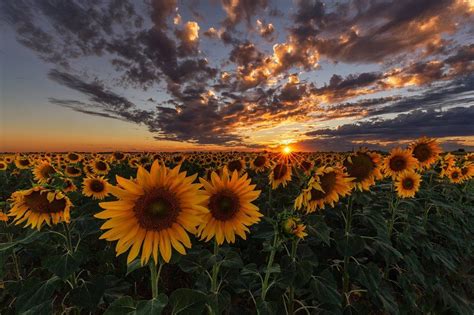 Sunset Over A Sunflower Field In Palencia Wallpaper Computer Desktop
