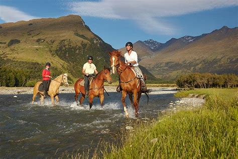 Gallery High Country Horses Horses Horse Riding New Zealand