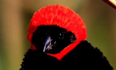 Five Most Desirable Birds In Africa Swordartonlineepisode21englishdubbed