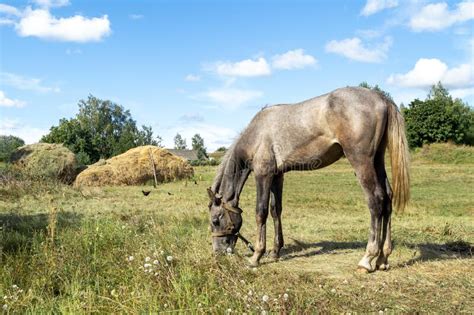 A Horse Eats Grass In A Field A Horse On A Pasture Stock Photo Image