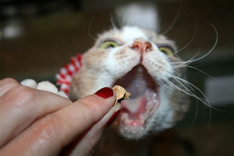 Daisy The Curly Cat My Treat Hat