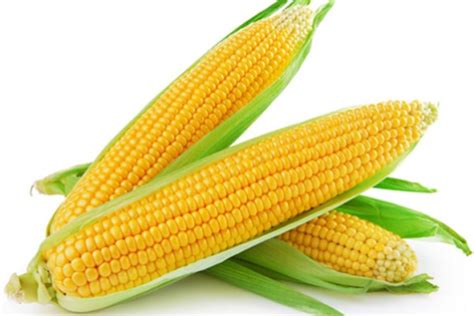 Corn F1 Vn10 Asian And Tropical Vegetable Seeds