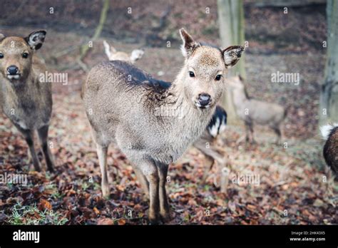 Baby Sika Deer In A Foggy Forest Stock Photo Alamy