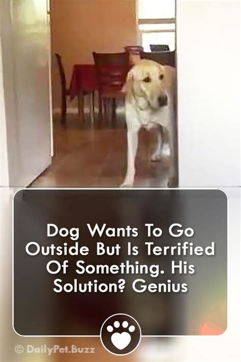 Dog Wants To Go Outside But Is Terrified Of Something His Solution