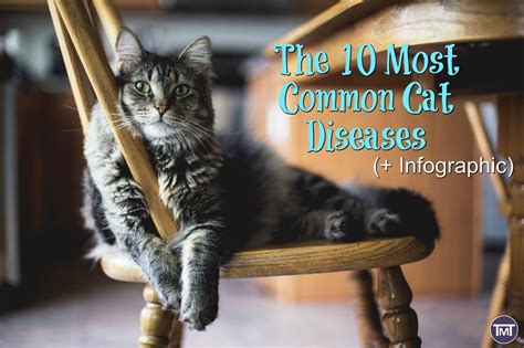 The 10 Most Common Cat Diseases Infographic The Mummy Toolbox