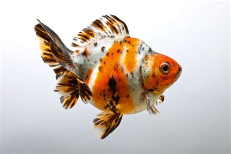 How To Breed Fantail Goldfish Practical Fishkeeping