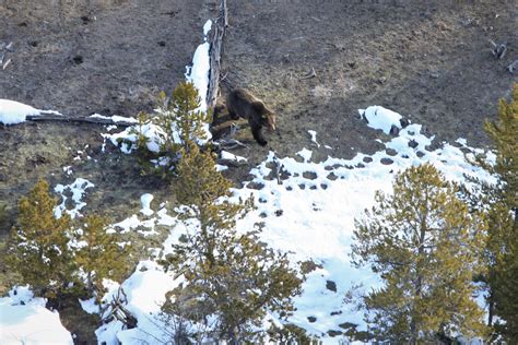 Yellowstone Biologists Spot First Bear Of 2020 Yellowstone National