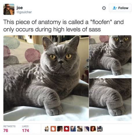 25 Hilarious Cat Tweets To Brighten Your Day Meowingtons