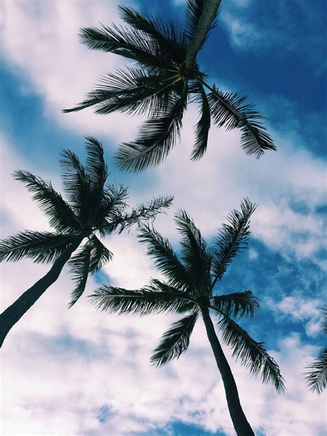 The Best Aesthetic Wallpaper Palm Tree 2023