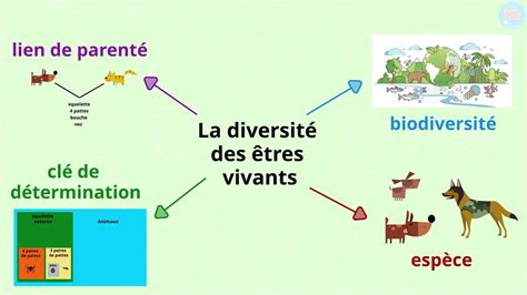 La Diversité Des êtres Vivants Pour Cm1 Et Cm2 Maître Lucas