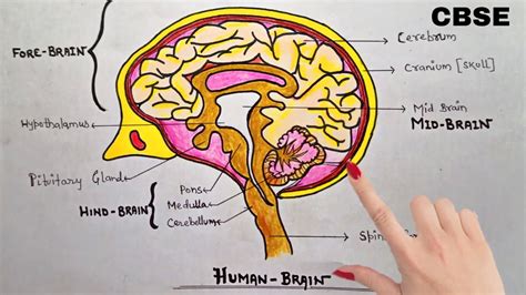 How To Draw And Label Human Brain Step By Stepfull Tutorial Youtube