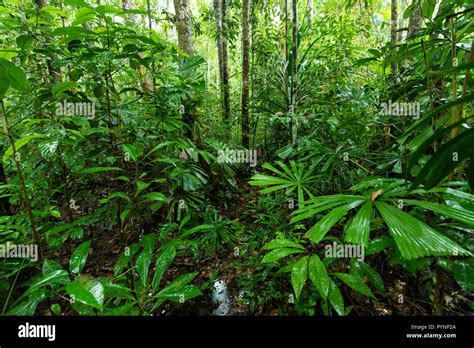 Rainforest Undergrowth Hi Res Stock Photography And Images Alamy