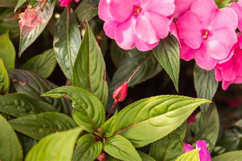 New Guinea Impatiens Plant Care And Growing Guide