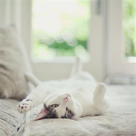 White And Grey Cat Lying On His Back On By Cindy Prins