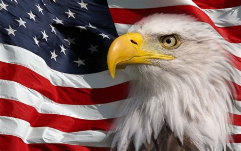 American Flag And Bald Eagle Symbol Of America Picture Hd Wallpaper For Mobile Phones Tablet And