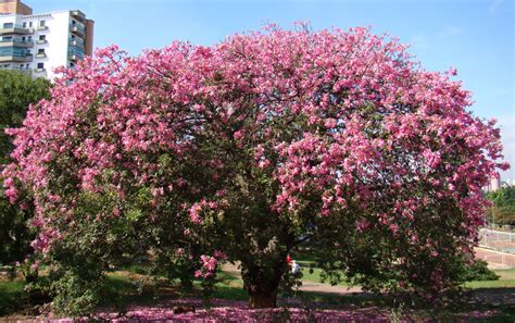 Ceiba Speciosa Silk Floss Tree Buy Online At Annies Annuals