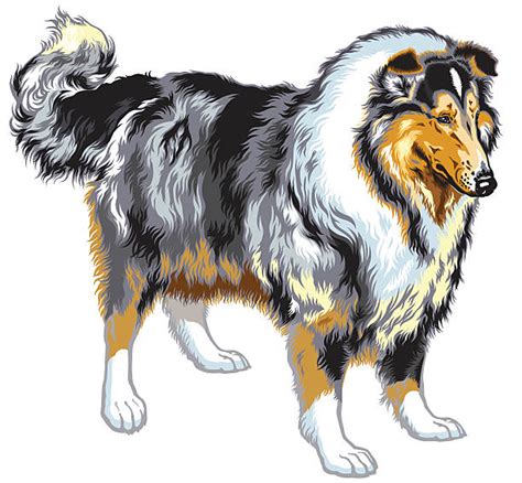 Collie Clip Art 20 Free Cliparts Download Images On Clipground 2024