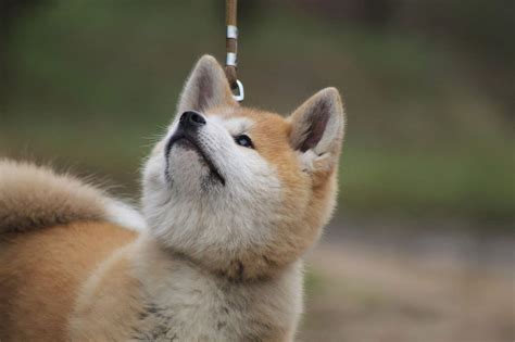 Akita Inu Temperament Origins And Care Hachiko Dog Breed