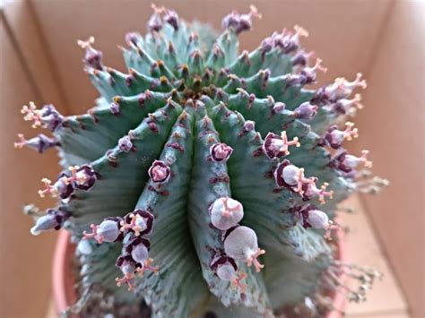 Requiere poca agua y un suelo que drene bien para evitar que se. Barril de Leche Africano-Euphorbia Horrida - Para Mi Jardín