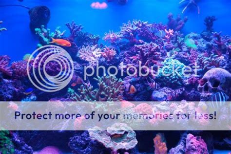 210 Gallon Sps Aquarium Reef Central Online Community