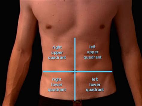 You can view basic anatomy layer by layer with the free plan but nothing more. Anatomy and Physiology I Coursework: Four Abdominopelvic Quadrants