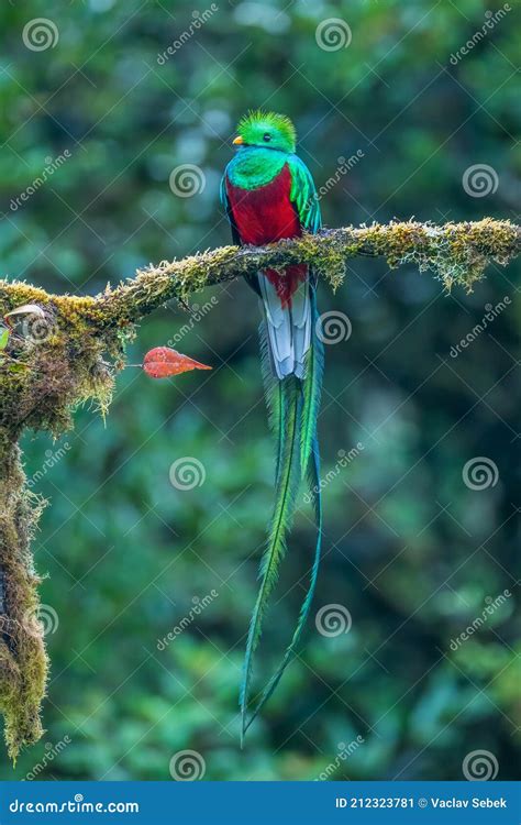 Quetzal Pharomachrus Mocinno Resplendente De Savegre Na Costa Rica Com