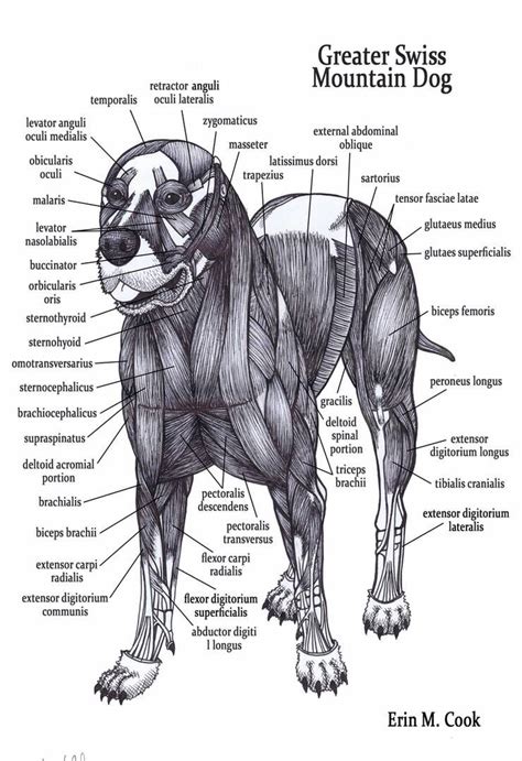 Dog Muscles By Cookecakes On Deviantart Dog Anatomy Animal Science