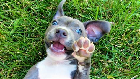 Check spelling or type a new query. Pit Bull Puppies: Cute Pictures And Facts - Dogtime
