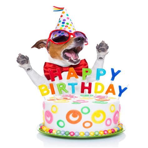 Happy Birthday Dog Singing Paint Fun Studio