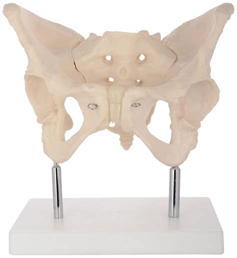 Buy Navkar Systems Female Pelvis Model And Fetal Skull Human Pelvis