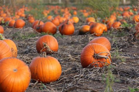 Okanagan Pumpkin Patch Locations - Home for the Harvest