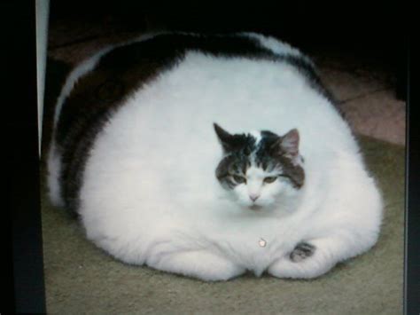Fat Cat Animals I Love Pinterest