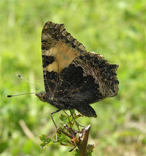 Filnore Woods Blog Small Tortoiseshell Butterfly