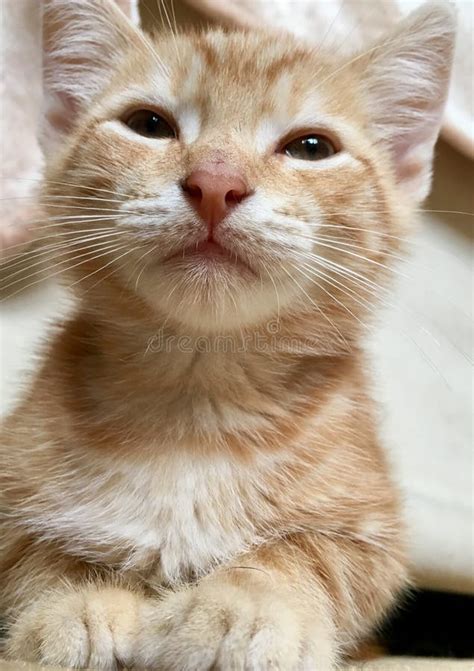 Cute Ginger Tabby Cat Stock Photo Image Of Kitten Relaxing 185902420
