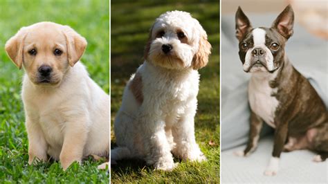 The Top 10 Most Popular Dog Breeds Of 2020 Have Been Announced 7news