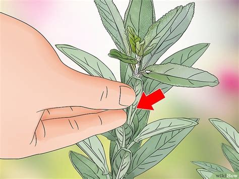 How To Prune Sage Harvesting Herbs Planting Herbs Hanging Herb Gardens