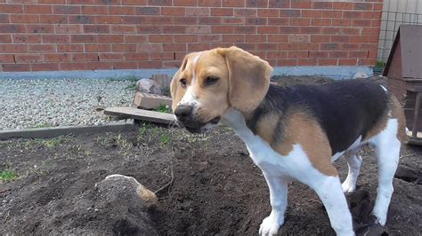 Beagle Digging In The Dirt Youtube