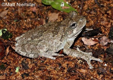 Tennessee Watchable Wildlife Copes Gray Treefrog